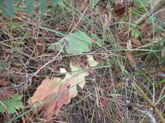 Leibnitzia anandria, photograph author not stated, no rights reserved