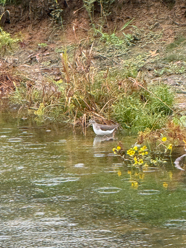 Solitary Sandpiper