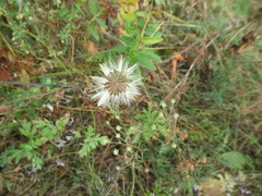 Leibnitzia anandria, photograph author not stated, no rights reserved