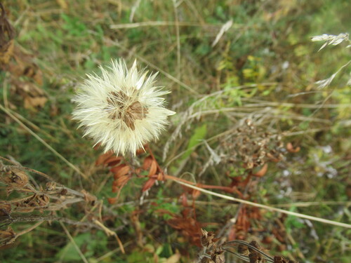 Leibnitzia anandria, photograph 5