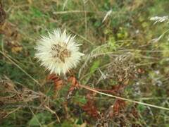 Leibnitzia anandria, photograph author not stated, no rights reserved