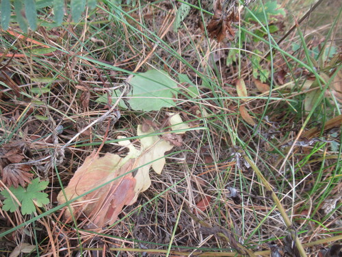 Leibnitzia anandria, photograph 3