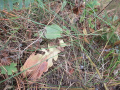 Leibnitzia anandria, photograph author not stated, no rights reserved