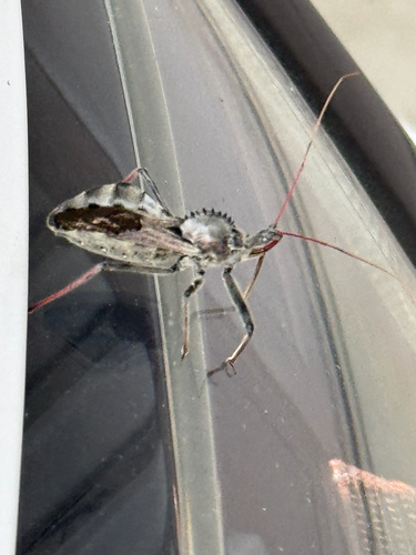 North American Wheel Bug