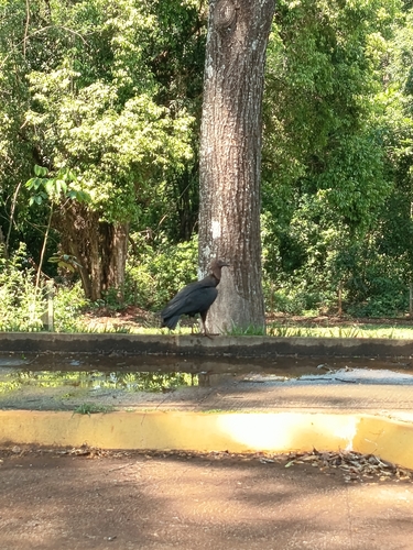 Black Vulture