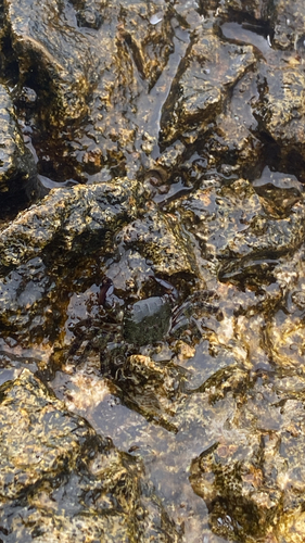 Marbled Crab