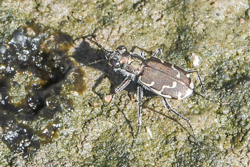 Bronzed Tiger Beetle