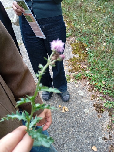 creeping thistle