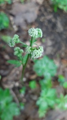 Sanicula europaea