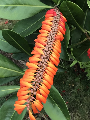 Norantea guianensis