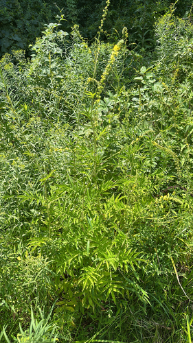Agrimonia parviflora