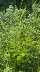 Agrimonia parviflora