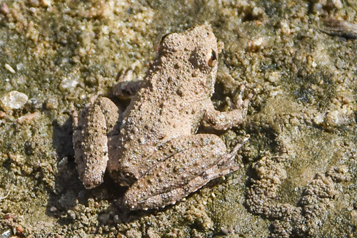 Blanchard's Cricket Frog