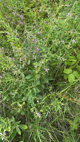 Desmodium glabellum, photograph 2