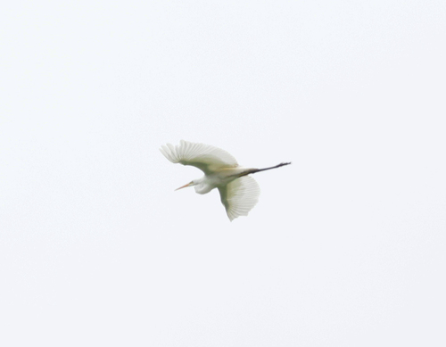 Great Egret