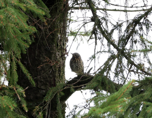 Song Thrush