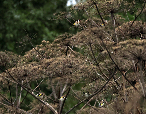 European Goldfinch