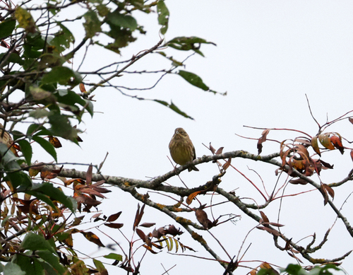 Yellowhammer