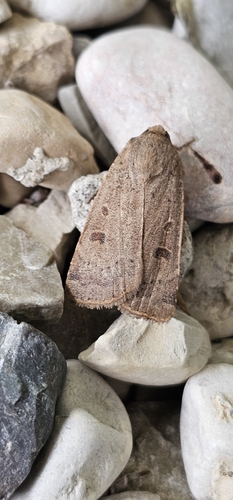 Lesser Yellow Underwing