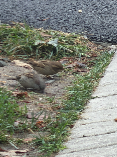 House Sparrow