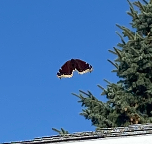 Mourning Cloak