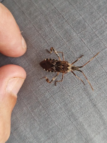 Western Conifer Seed Bug