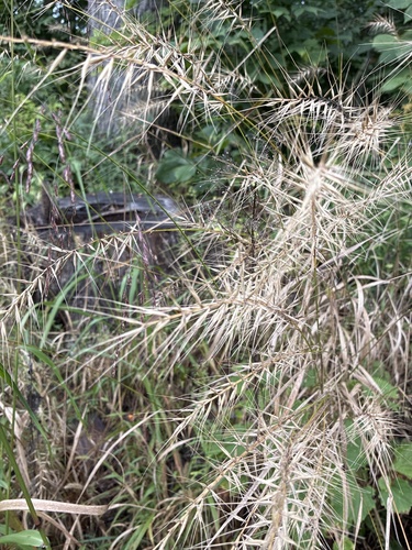 bottlebrush grass