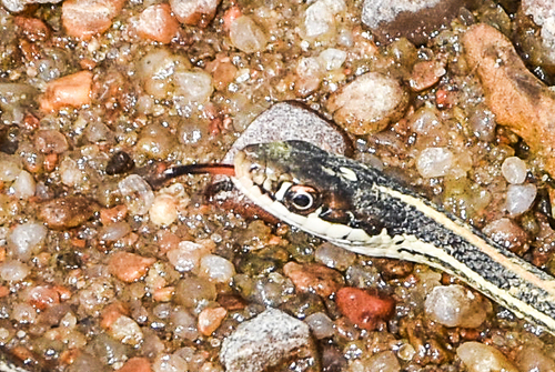 Western Ribbon Snake