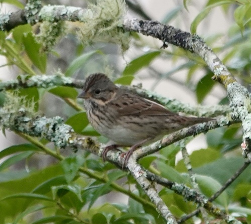 Lincoln's Sparrow