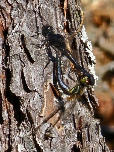 Black Meadowhawk