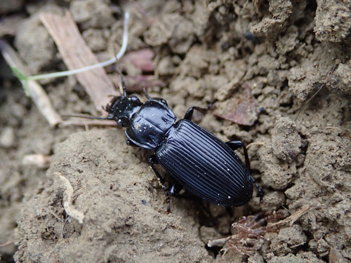 Rain Beetle