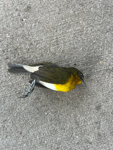 Yellow-breasted Chat