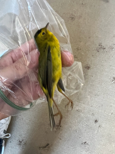 Wilson's Warbler