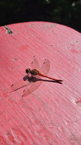 Autumn Meadowhawk