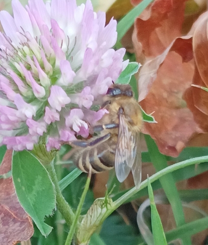 Western Honey Bee