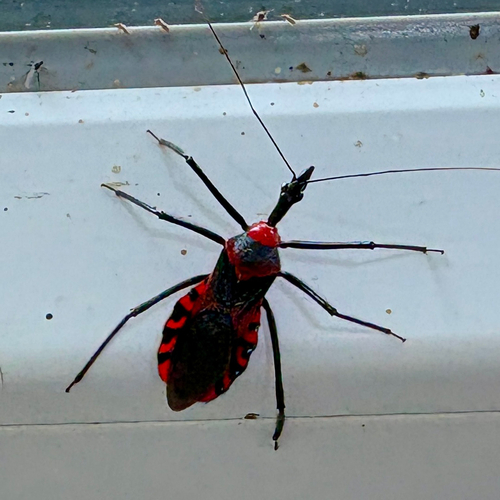 Sycanus versicolor