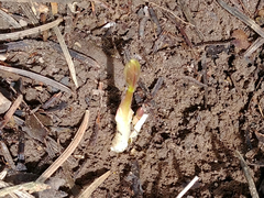 Vincetoxicum rossicum