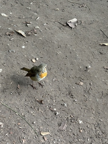 European Robin