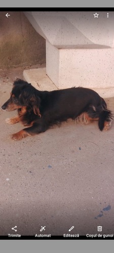 Domestic Dog