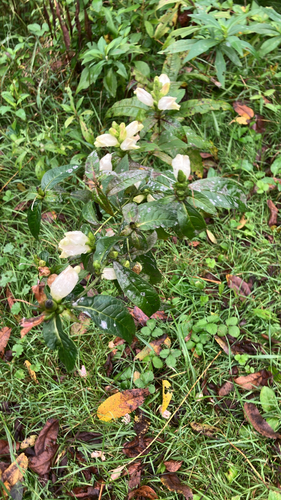 white turtlehead