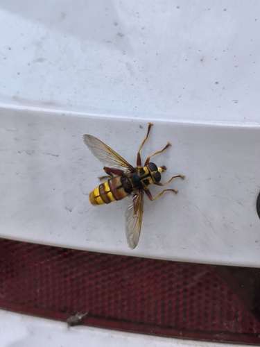 Milesia crabroniformis