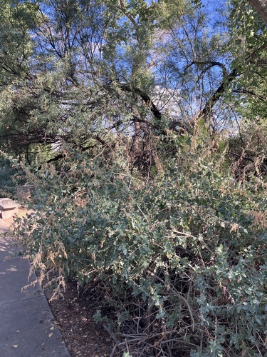 Atriplex lentiformis, photograph 1