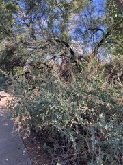 Atriplex lentiformis