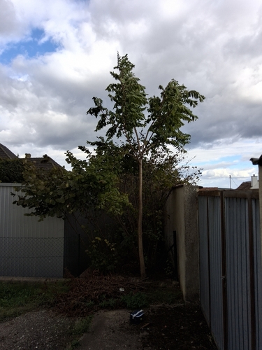 tree-of-heaven