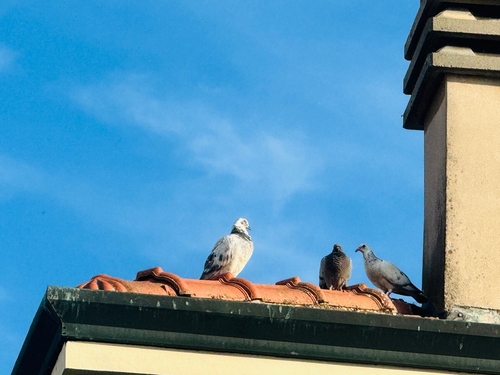 Feral Pigeon
