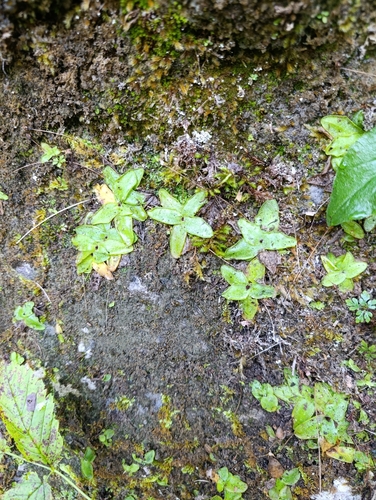 Alpine Butterwort