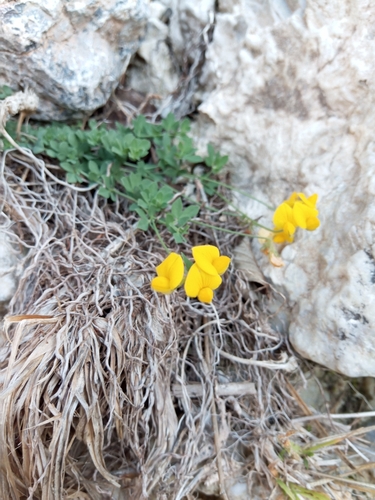 bird's-foot trefoil