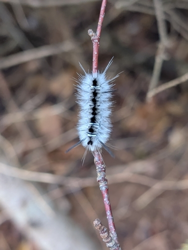 Hickory Tussock Moth