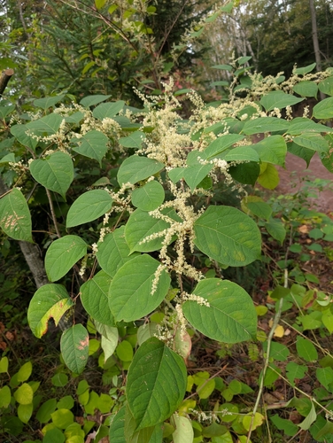 Japanese knotweed