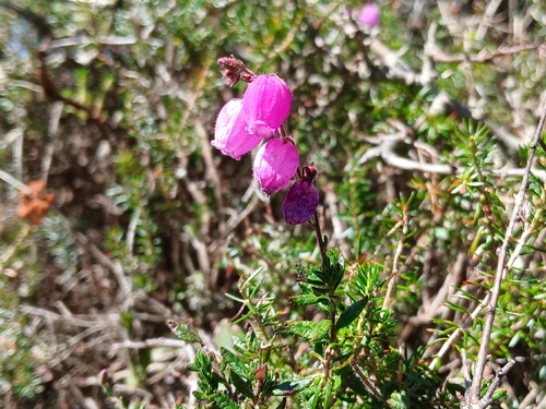 St. Dabeoc's heath